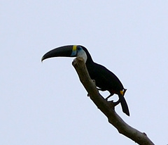 Ramphastos tucanus