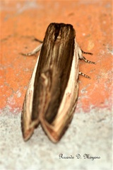 Lirimiris pennipenis