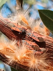 Lygaeus creticus