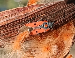 Lygaeus creticus