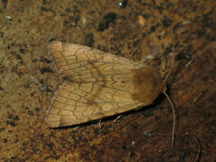Sideridis lampra