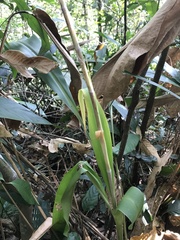 Vriesea