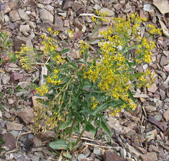 Senecio serra