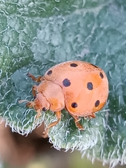 Henosepilachna argus