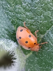 Henosepilachna argus