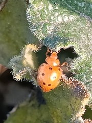 Henosepilachna argus