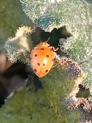 Henosepilachna argus