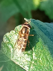Eupeodes