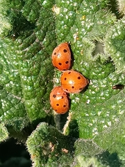 Henosepilachna argus