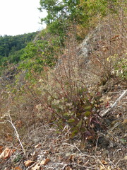 Hylotelephium maximum