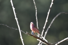 Carpodacus rodochroa