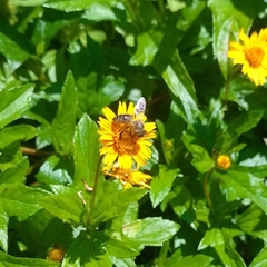 Apis mellifera