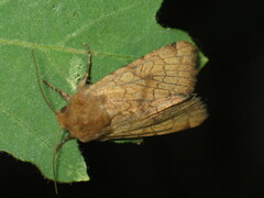 Sideridis lampra