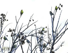 Chloris spinoides