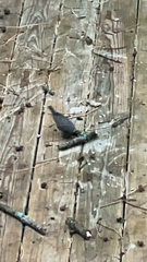 Junco hyemalis
