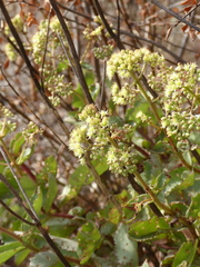 Hylotelephium maximum