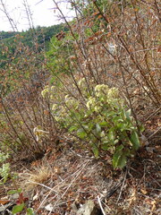 Hylotelephium maximum