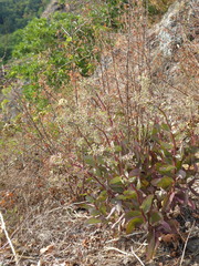 Hylotelephium maximum