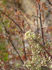 Hylotelephium maximum