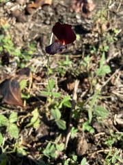 Macroptilium atropurpureum
