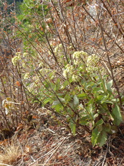 Hylotelephium maximum