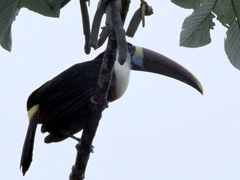 Ramphastos tucanus