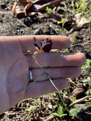 Macroptilium atropurpureum