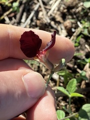 Macroptilium atropurpureum