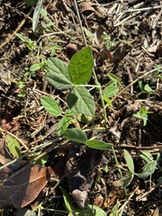 Macroptilium atropurpureum