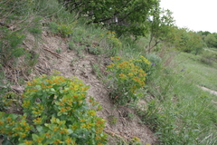 Euphorbia epithymoides