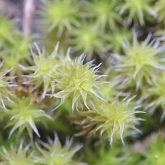 Racomitrium canescens