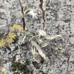 Ramalina fraxinea