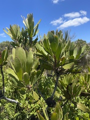 Protea obtusifolia