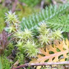 Racomitrium canescens