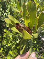 Protea obtusifolia