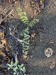 Euphorbia hyssopifolia