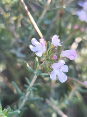 Thymus vulgaris
