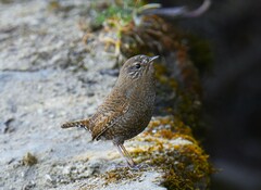 Troglodytes troglodytes