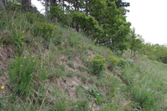 Euphorbia epithymoides
