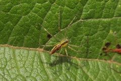 Peucetia