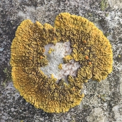 Variospora flavescens