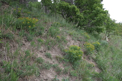Euphorbia epithymoides