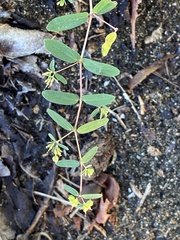 Euphorbia hyssopifolia