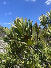 Protea obtusifolia