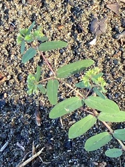 Euphorbia hyssopifolia