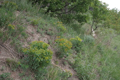 Euphorbia epithymoides