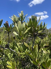 Protea obtusifolia