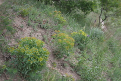 Euphorbia epithymoides
