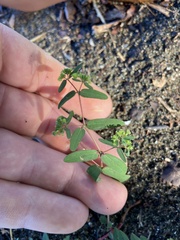 Euphorbia hyssopifolia
