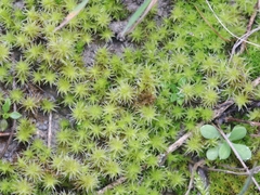 Racomitrium canescens